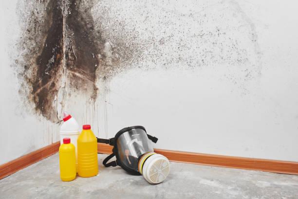 Best Mold Testing  in Peshtigo, WI