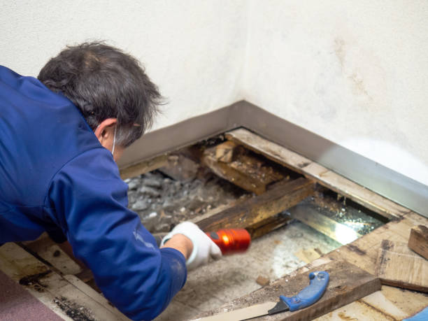 Best Certified Mold Removal  in Peshtigo, WI