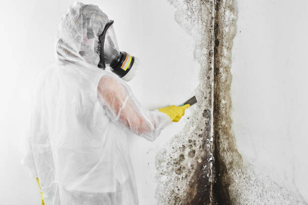 Crawl Space Mold Removal in Peshtigo, WI