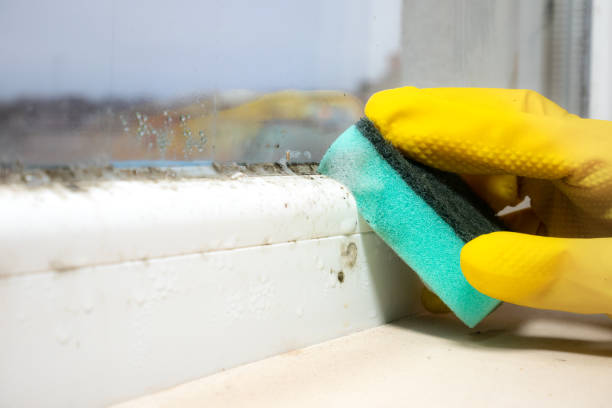 Best Mold Testing and Removal  in Peshtigo, WI