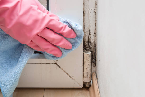 Mold Removal Process in Peshtigo, WI